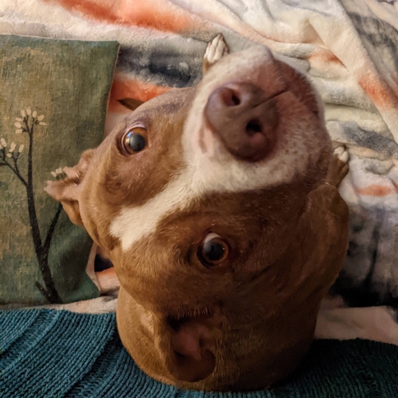 Meet your Posher, Gloria - Picture 4 of 5